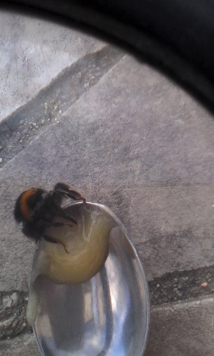 GardenofFrance's tweet image. This poor bee was found not moving then after a while it took some honey and a while longer flew again. 
🐝🐝🐝❤️
#nature #savebee #gardenoffrance