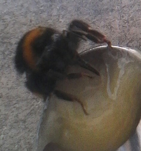 GardenofFrance's tweet image. This poor bee was found not moving then after a while it took some honey and a while longer flew again. 
🐝🐝🐝❤️
#nature #savebee #gardenoffrance