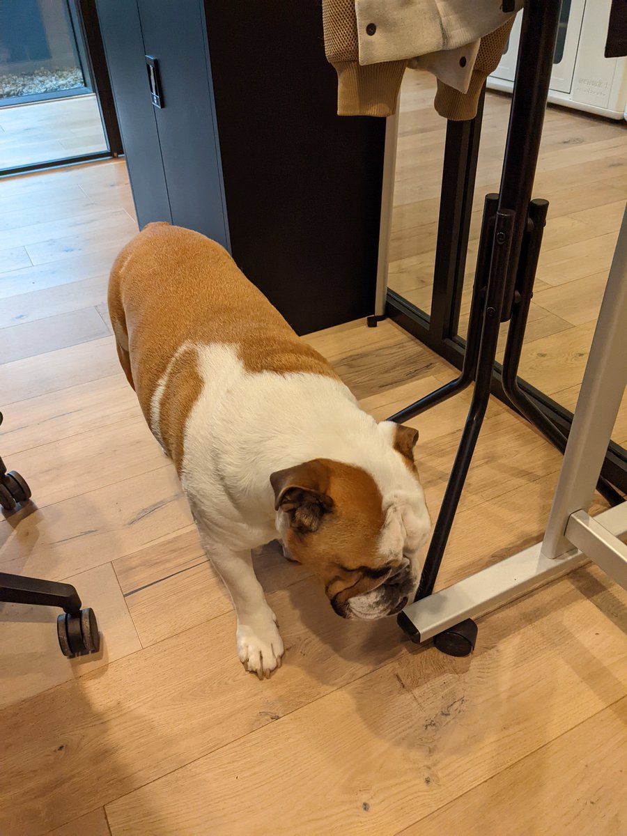 MattLowry_17's tweet photo. New team member @fathomhq 👀🐶🐾
#BeautifulReporting
@HannahR098 @Harry_Stenton10 https://t.co/n5bFkgaGUK