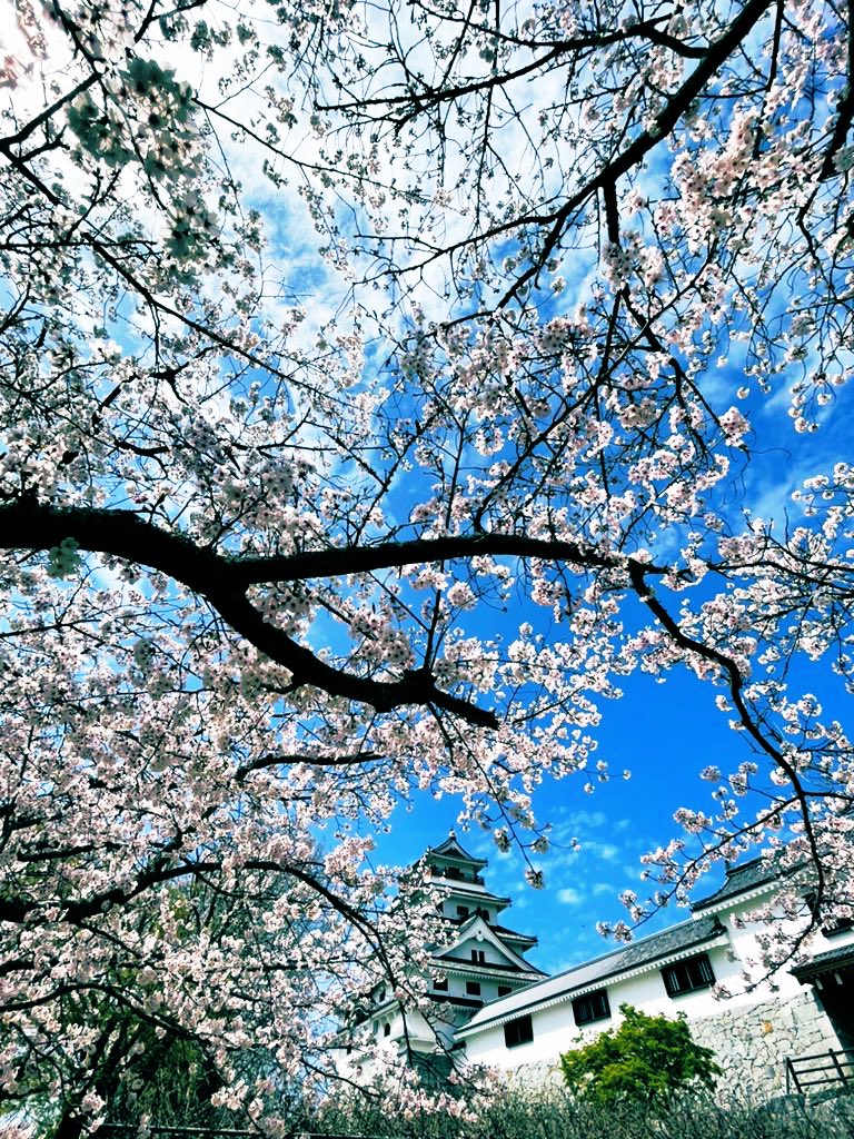 karatsu_castle's tweet photo. 雪❄️が降ってきたような桜🌸の空
雪と桜といえば、あの男…
#ヴィクトル #ユーリオンアイス #yuri #yoi #hasetsu #ゾンビランドサガ https://t.co/sKmVM34jnu