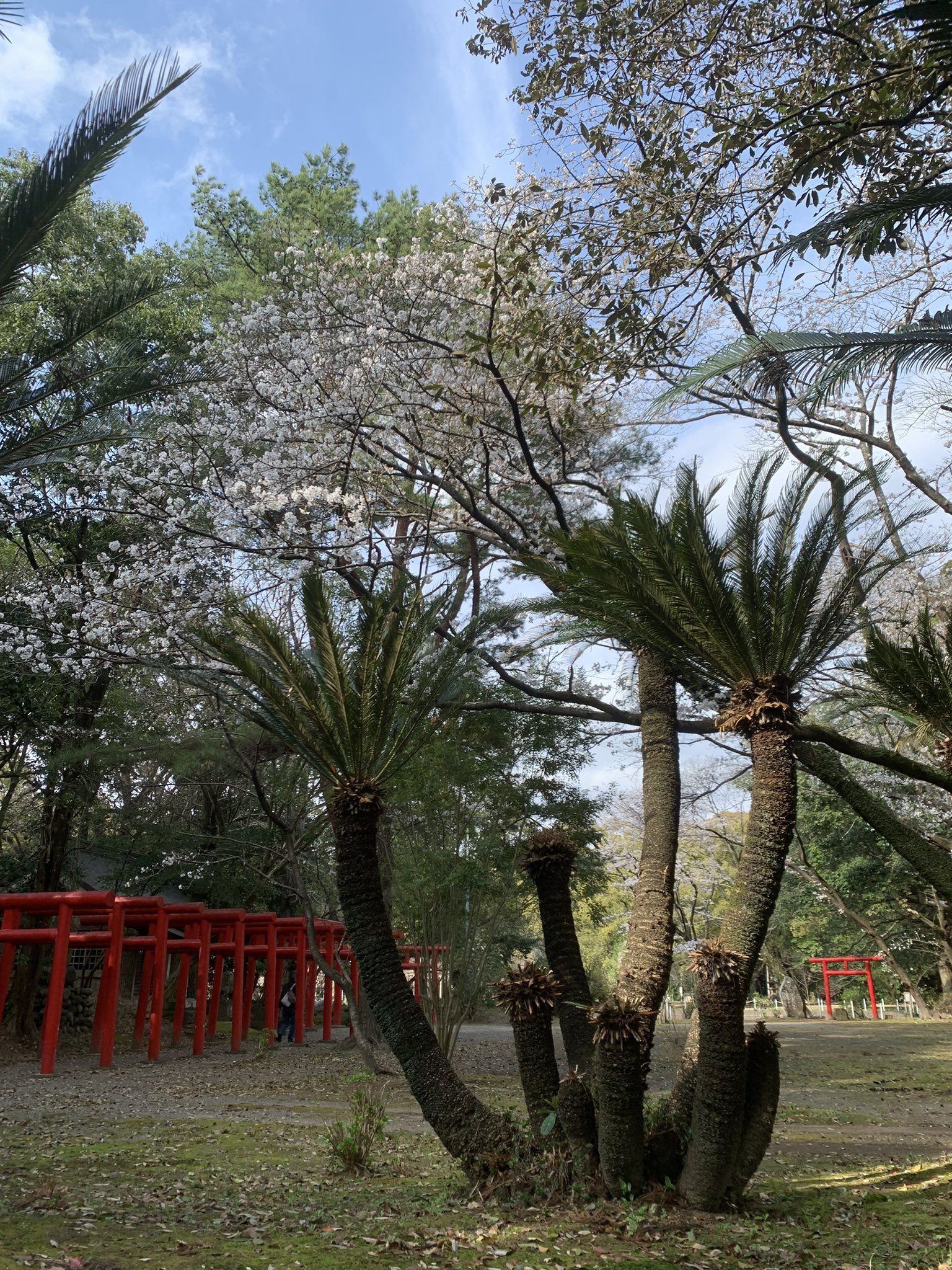 パイロット予備校 ゼット（ZETT）（キッズ）少年軟式用グラブ オールラウンド用