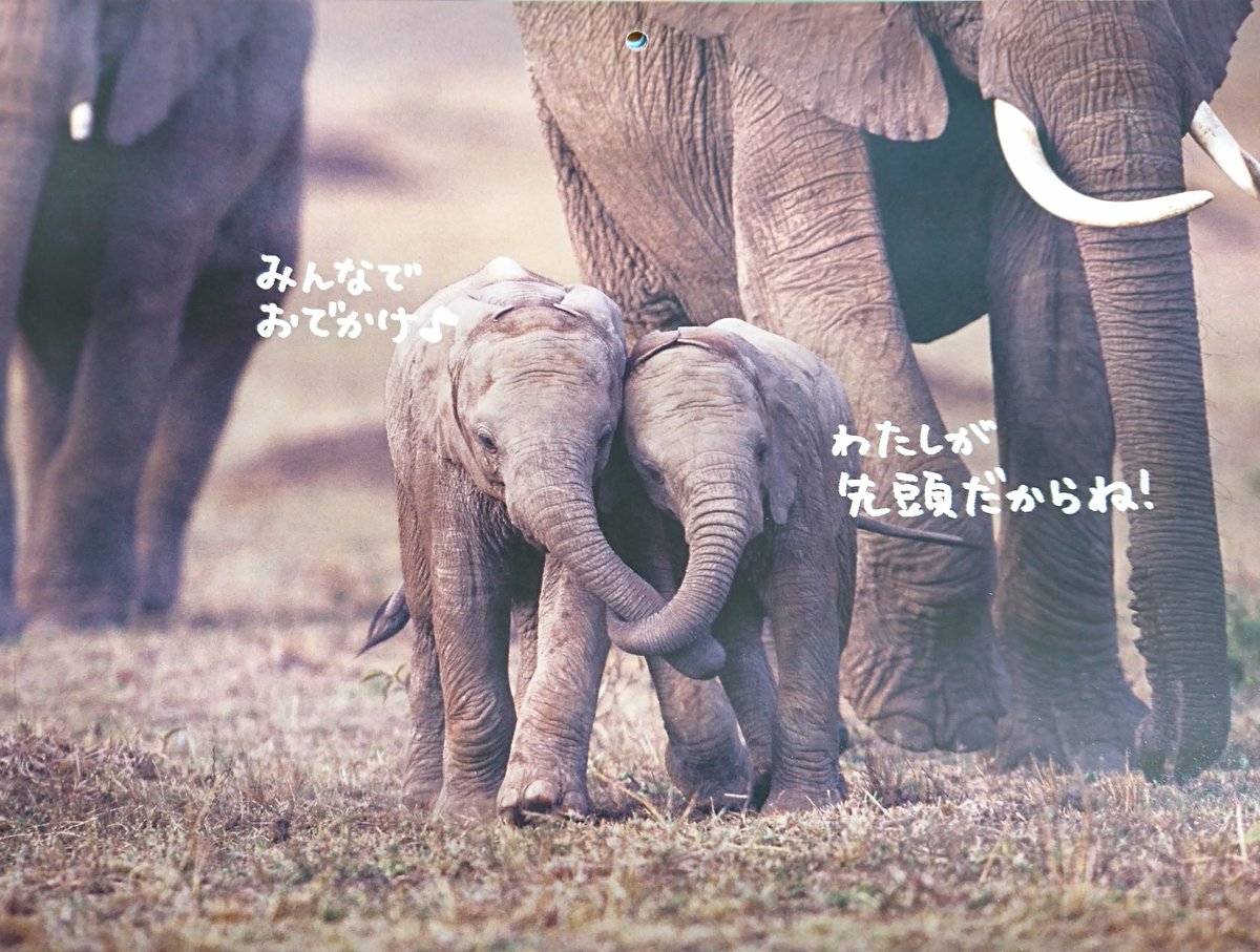 blackbox_winter's tweet photo. 日本●命のカレンダー、真似してみたシリーズ
これは11月のカレンダー

小僧・・・じゃなくて小象🐘🐘ちゃんがめちゃめちゃかわゆ😍
本当にこんな会話してそうな戯れっぷりです https://t.co/I1oNYuZv6e