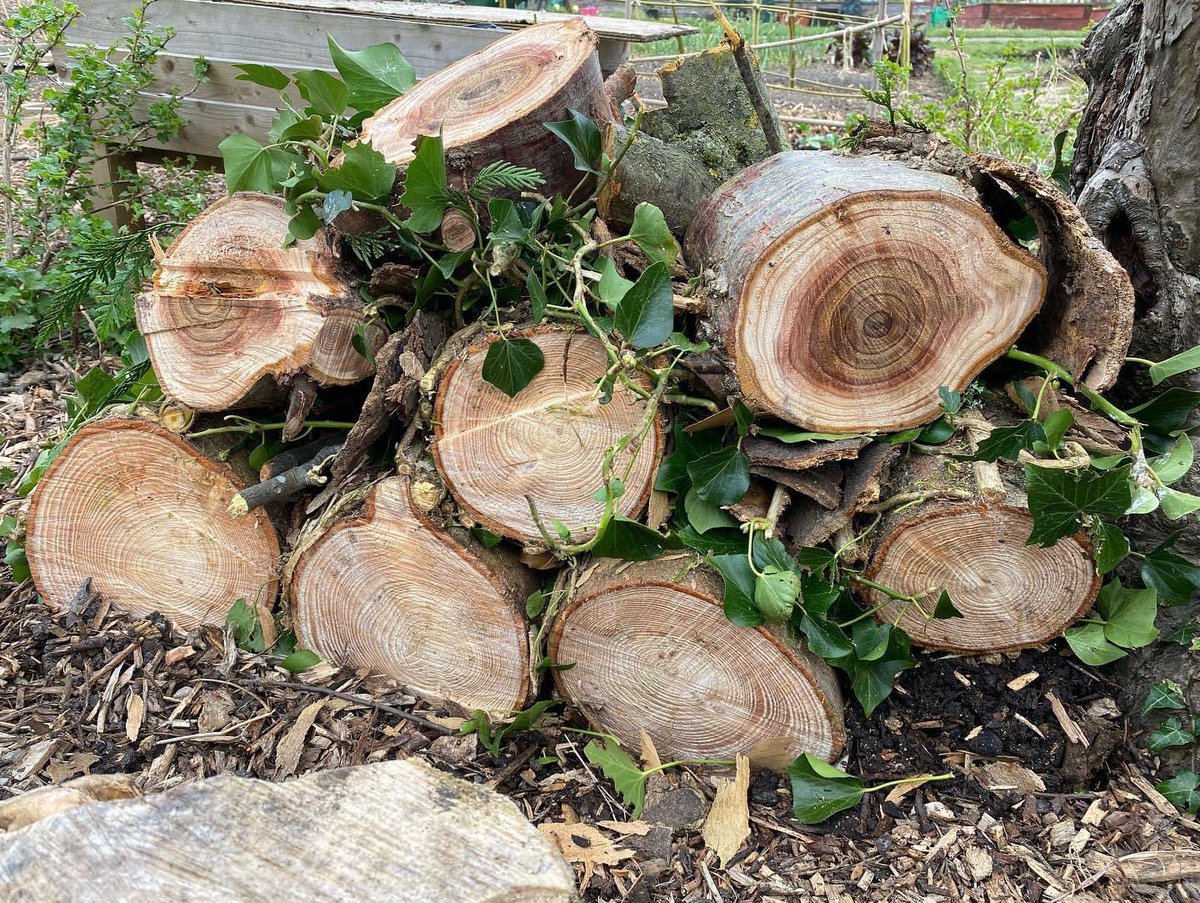 GrowEastbourne's tweet photo. Bug house building this week… look at this beauty! Now to fill the crevices… https://t.co/gzFebD5Fv6