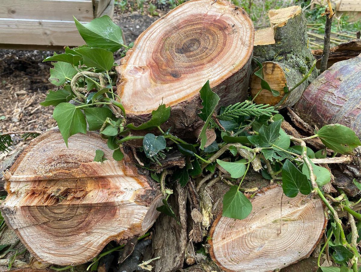 Bug house building this week… look at this beauty! Now to fill the crevices…