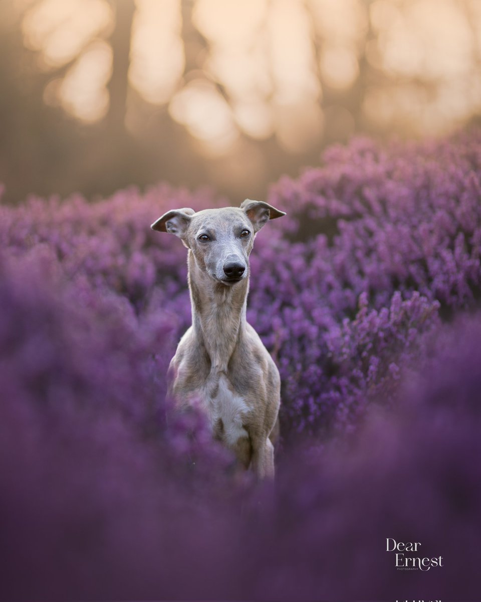 Dear Ernest Pet Photography tweet media