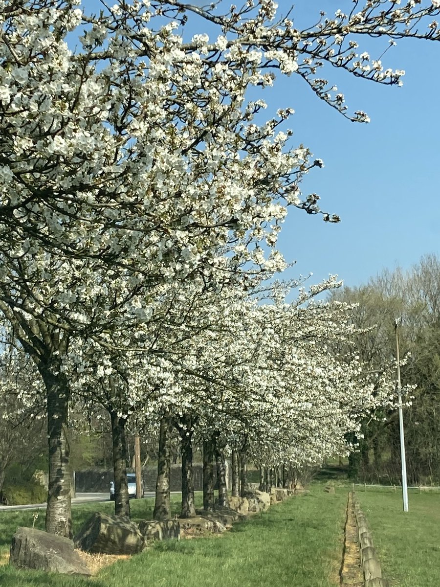 CreativeBeany's tweet image. #BlossomWatch 🌼