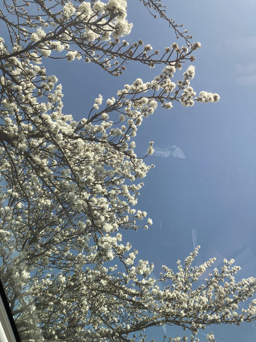CreativeBeany's tweet image. #BlossomWatch 🌼