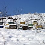 Photo by The Beekeeper (@thebeekeeperman)