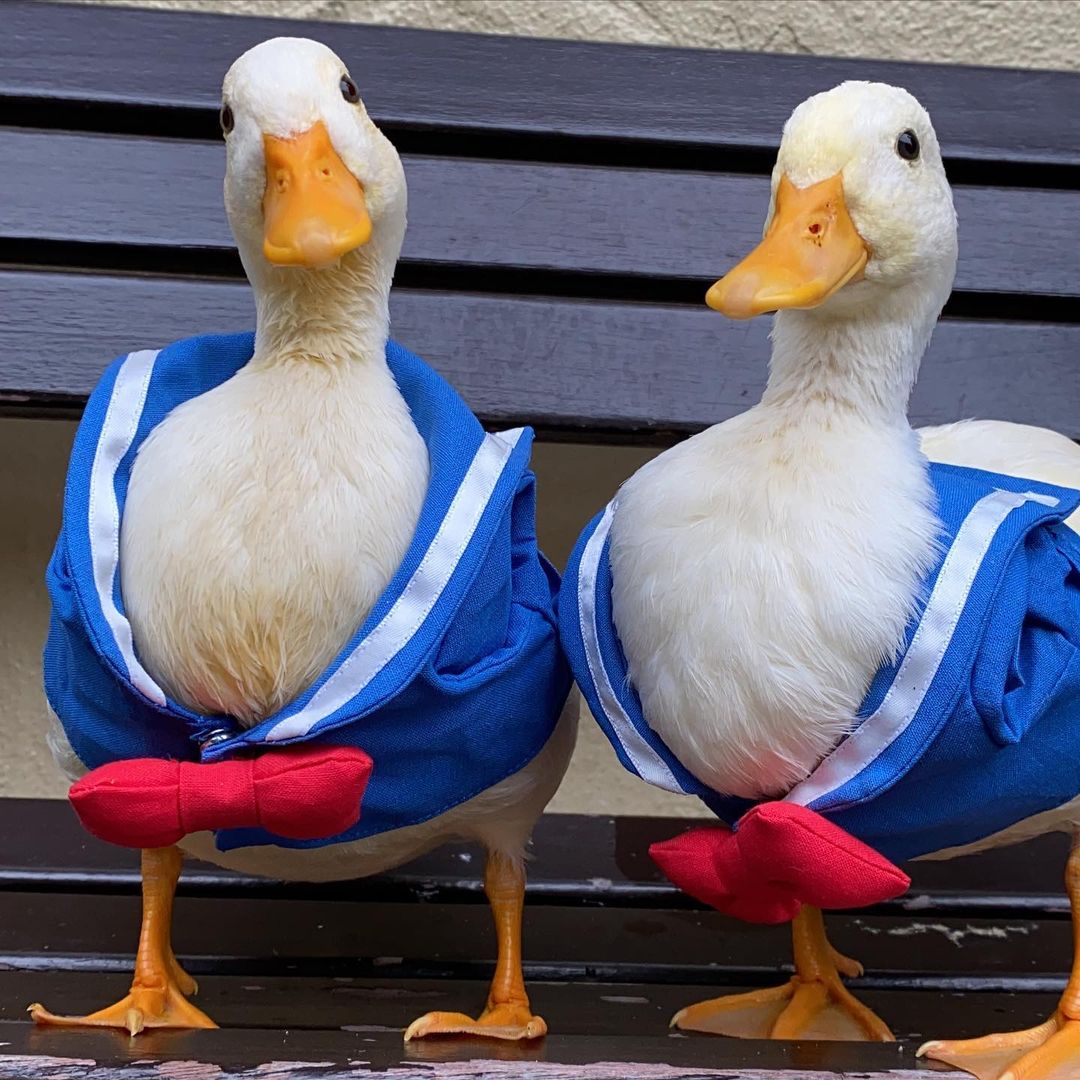 daily_quack's tweet photo. #DailyQuack 34 https://t.co/1IXSqZb5Jb