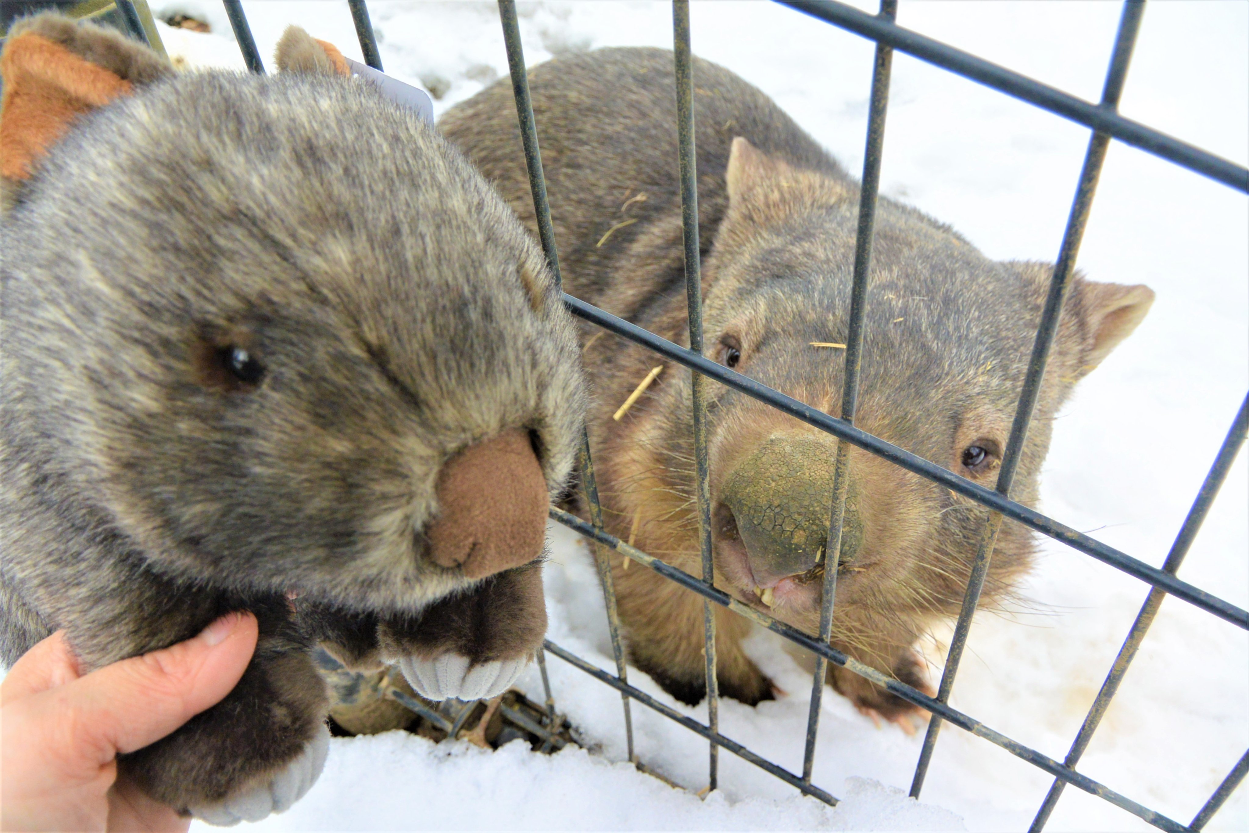 ウォンバットぬいぐるみ　茶臼山動物園　ウォレス ウォンバットぬいぐるみ 茶臼山動物園 ウォレス