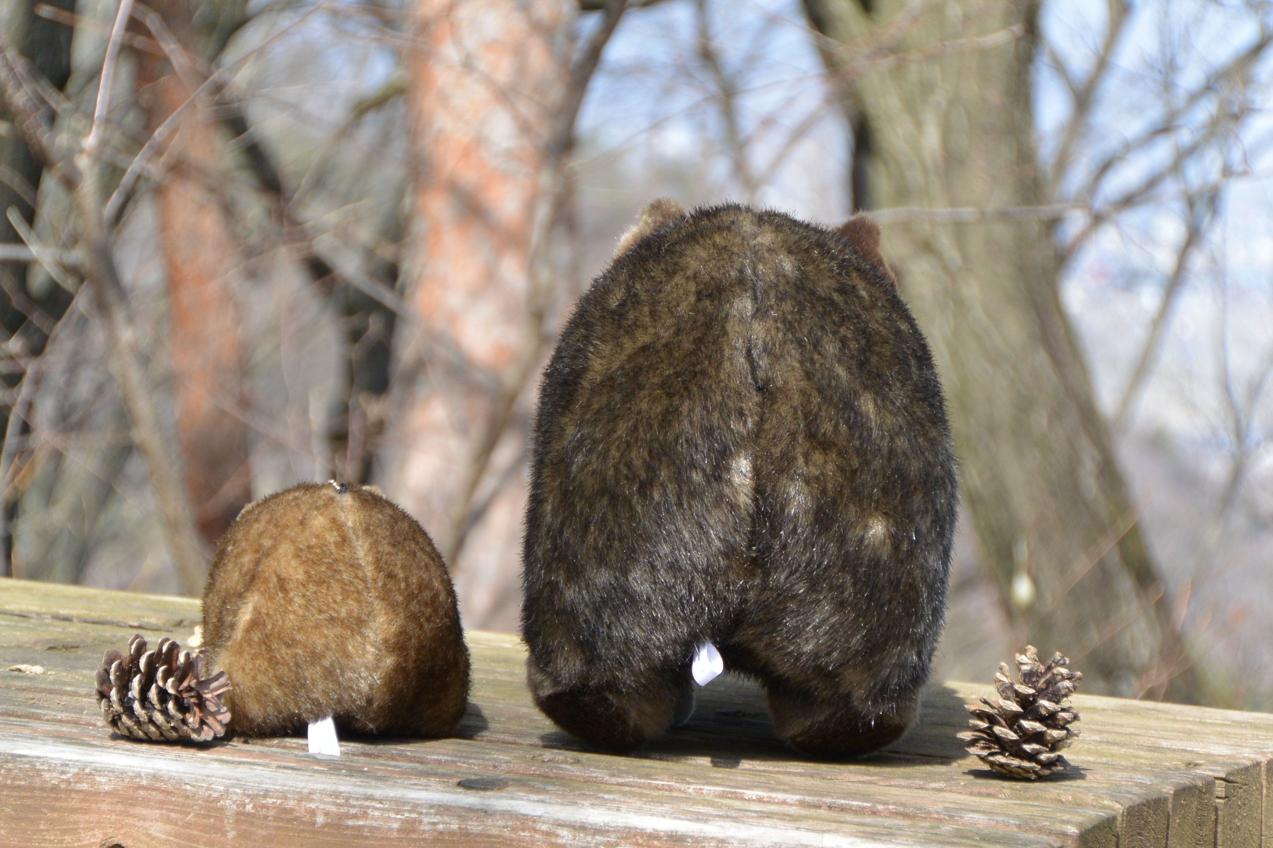 ウォンバット　ぬいぐるみ　くじ　特賞　茶臼山動物園　限定　等身大サイズ Amazon.co.jp: 長野市茶臼山動物園 ウォンバット ウォレス