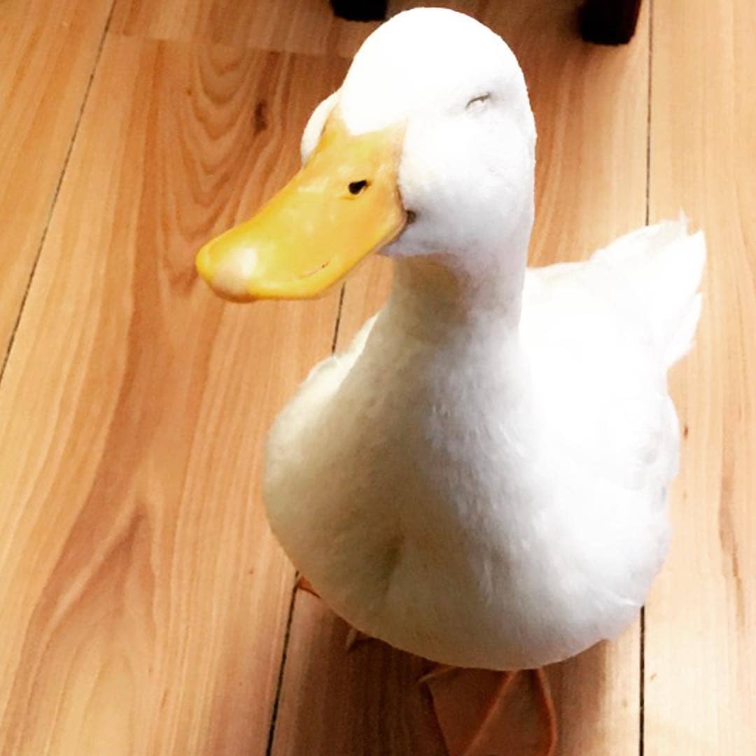 daily_quack's tweet photo. #DailyQuack 33 https://t.co/cN4g4Nqdnq