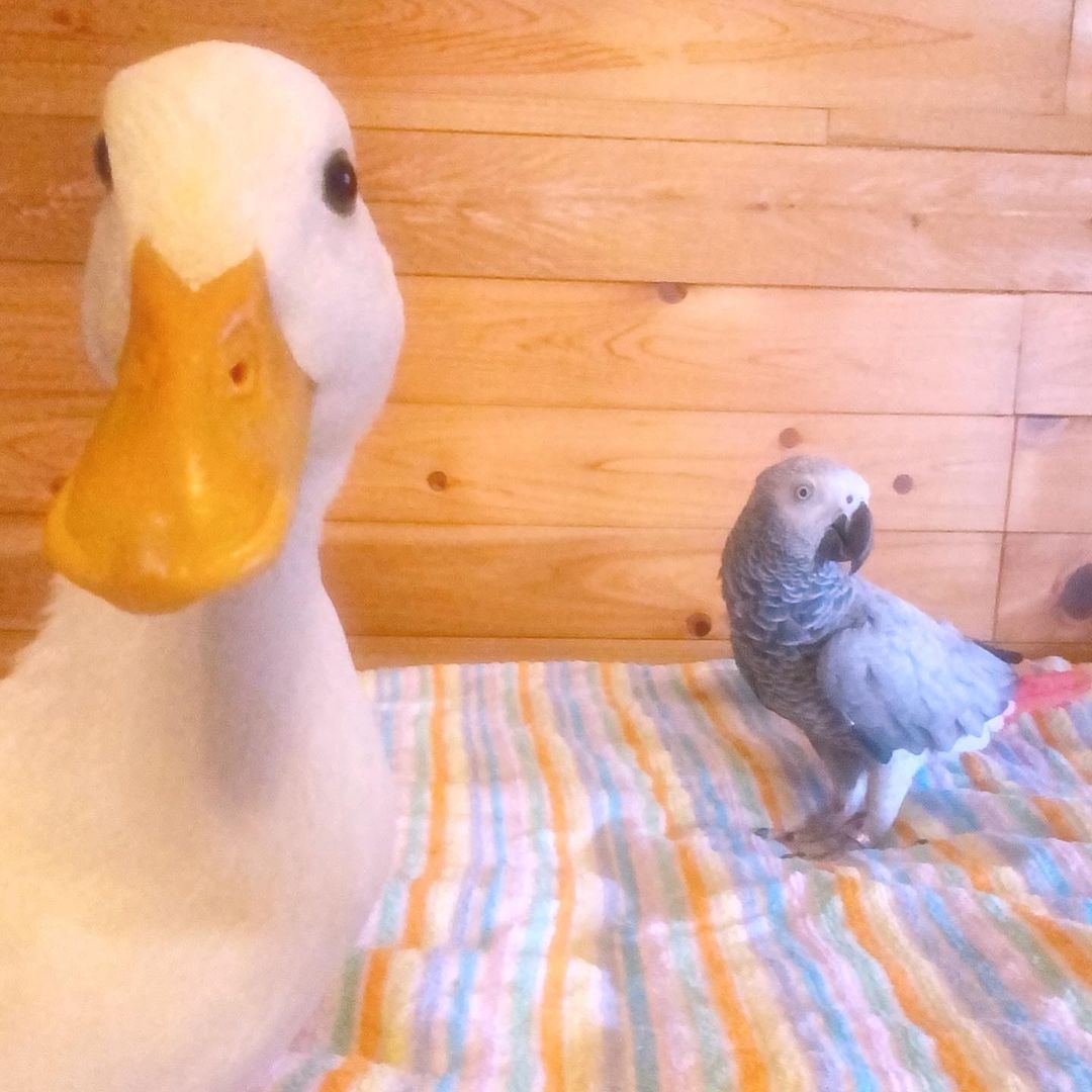 daily_quack's tweet photo. #DailyQuack 36 https://t.co/jF9dJ8KQMi