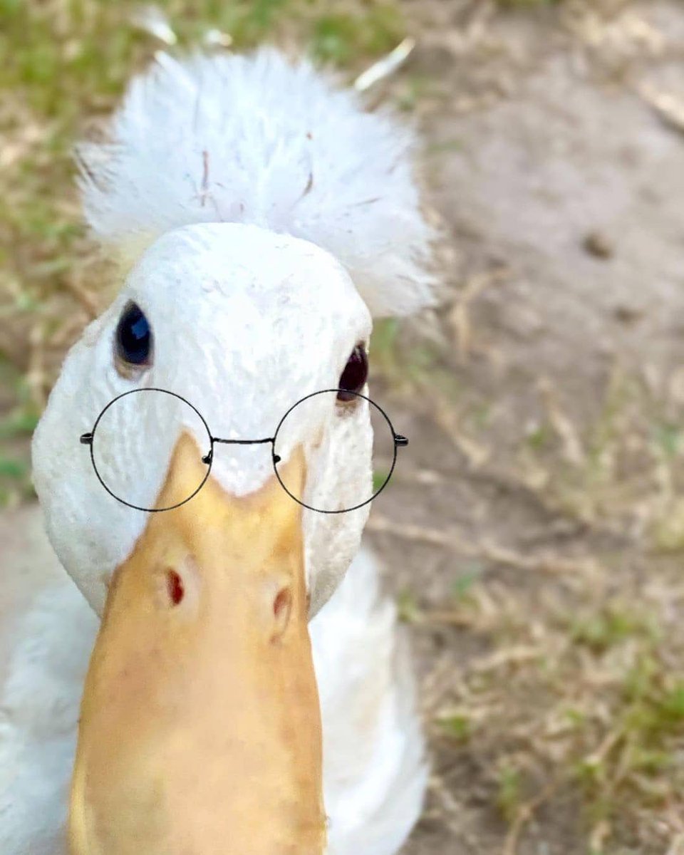daily_quack's tweet photo. #DailyQuack 37 https://t.co/5J5EsrmS7A
