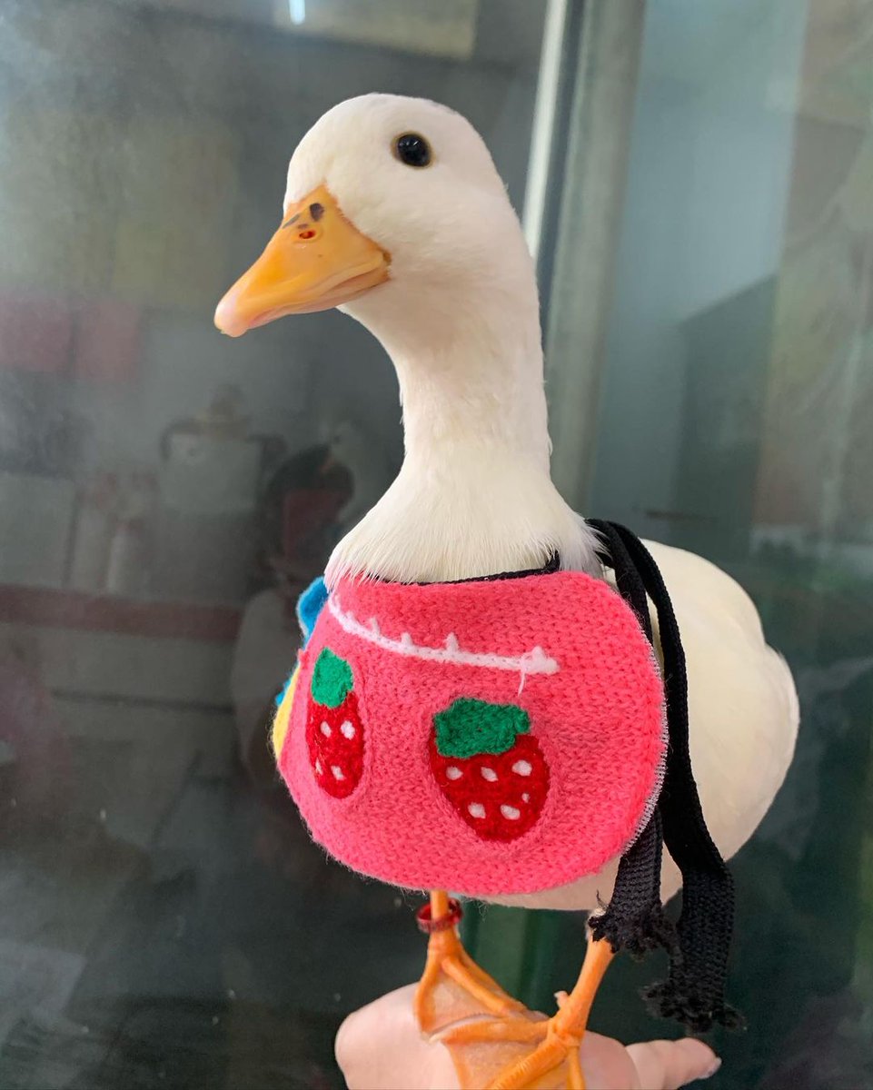 daily_quack's tweet photo. #DailyQuack 40 https://t.co/3TbIb6ZpB8