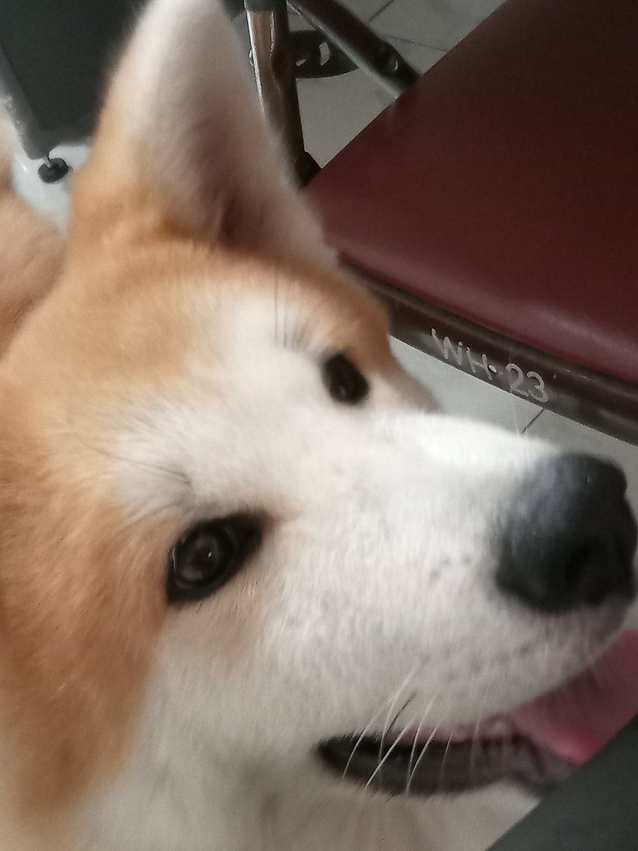 babushkya's tweet photo. mampir bntr mau ngirim foto loki heuehehehehe https://t.co/MTdSd8mFFo