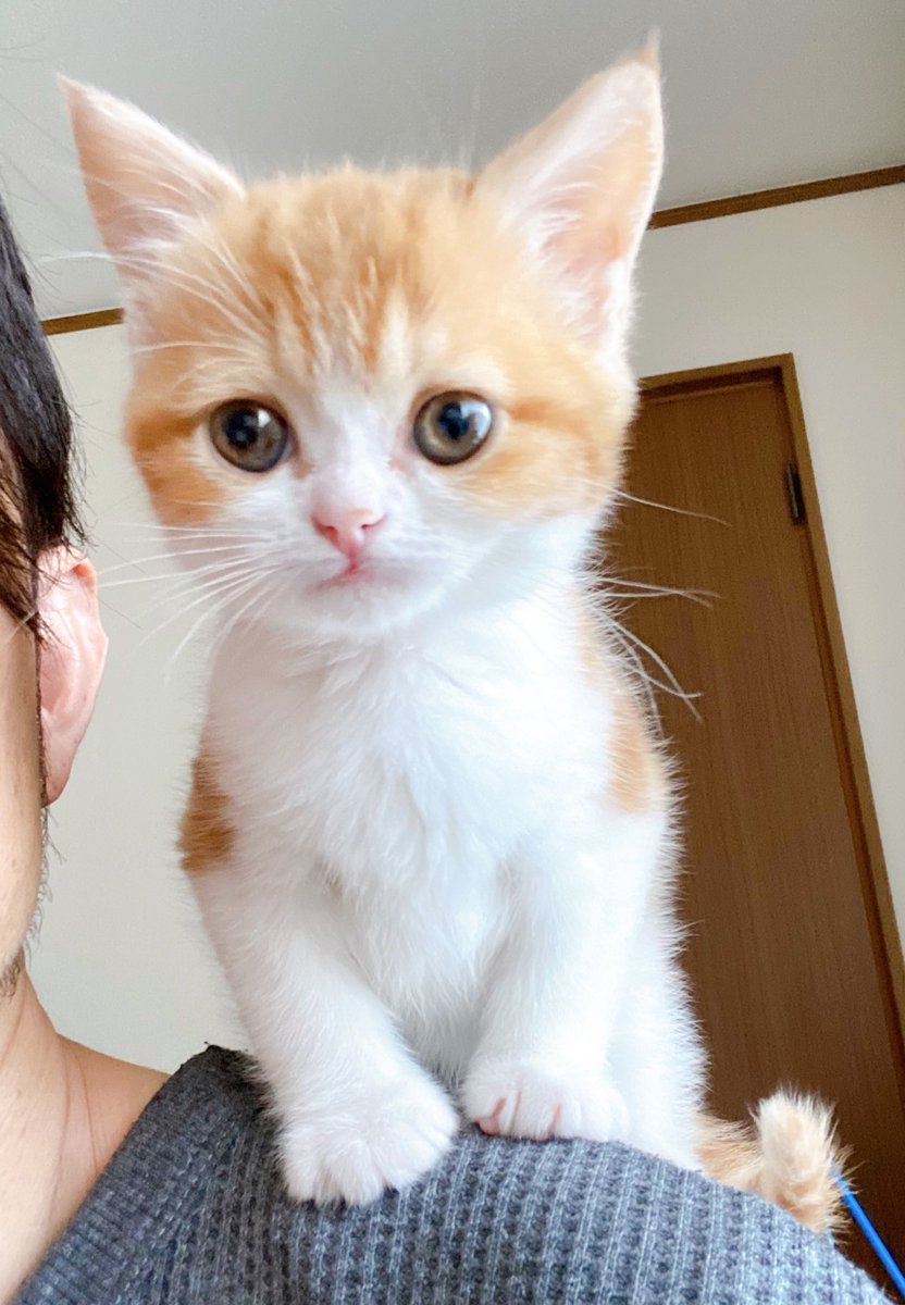 タグ マンチカン子猫 の注目ツイート メガとんトラック