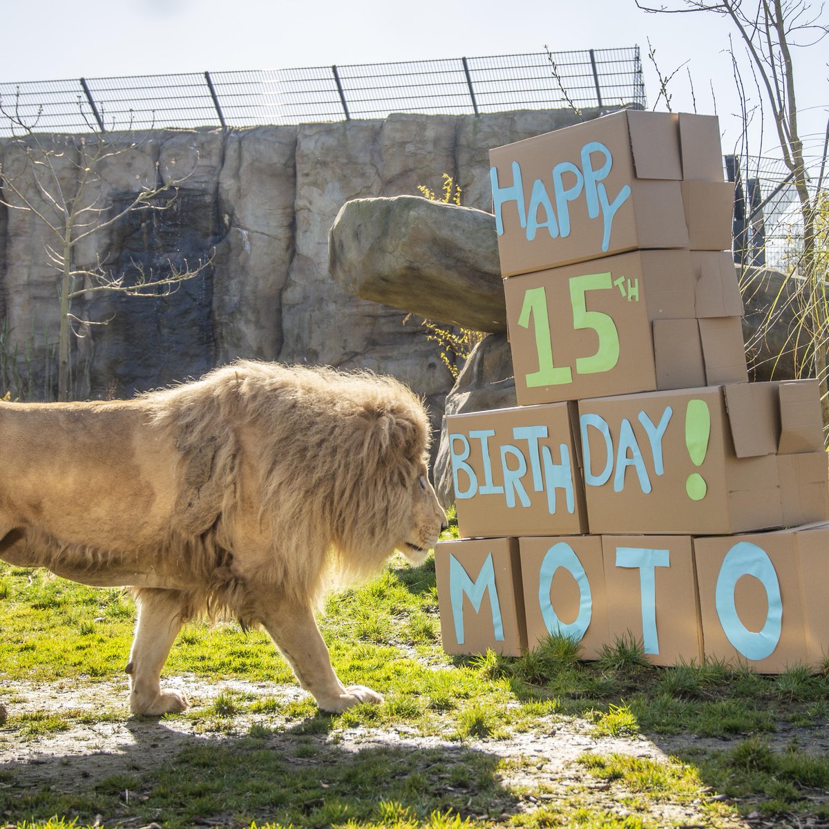 HertsZoo's tweet photo. Happy Birthday MOTO 🦁 🎉

Join us in wishing mane man Moto a Roar-some 15th Birthday! Handsome Moto has  been the head of our lion pride since 2011 and is an amazing role model for his family!🧡

Share your favourite Moto Moment with us!🦁

#maneman #Lions #paradisewildlifepark https://t.co/ExOBkVqzlP