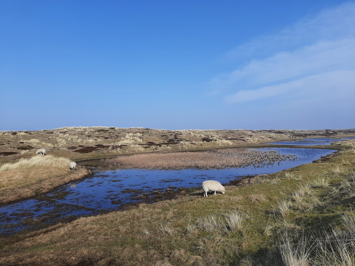 FrauDoellefeld's tweet photo. Nördlichste Schafe Deutschlands. (Wer den Leuchtturm hinten rechts sieht, hat gute Augen. Oder nen Lupe.) #schafpostkarte für @schafzwitschern #Sylt #List #Ellenbogen https://t.co/FhwCMThBHN