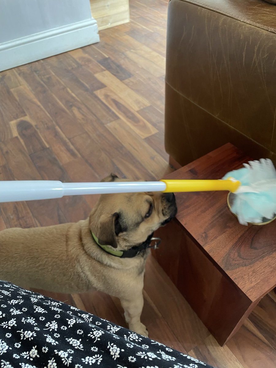 grimshawmrsg's tweet photo. Now testing the Flash Dust Magnet on behalf of @SuperSavvyMeUk, @supersavvymeofficial! With Bailey trying to help! #ad, #DustitOff, #FlashFamily, #savvycircle
Really does grab dust &amp; dirt. Easy &amp; lightweight to use in the wheelchair. Prefer to traditional &amp; feather dusters👍 https://t.co/atbgiKT963
