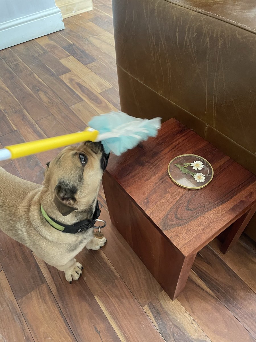 grimshawmrsg's tweet photo. Now testing the Flash Dust Magnet on behalf of @SuperSavvyMeUk, @supersavvymeofficial! With Bailey trying to help! #ad, #DustitOff, #FlashFamily, #savvycircle
Really does grab dust &amp; dirt. Easy &amp; lightweight to use in the wheelchair. Prefer to traditional &amp; feather dusters👍 https://t.co/atbgiKT963