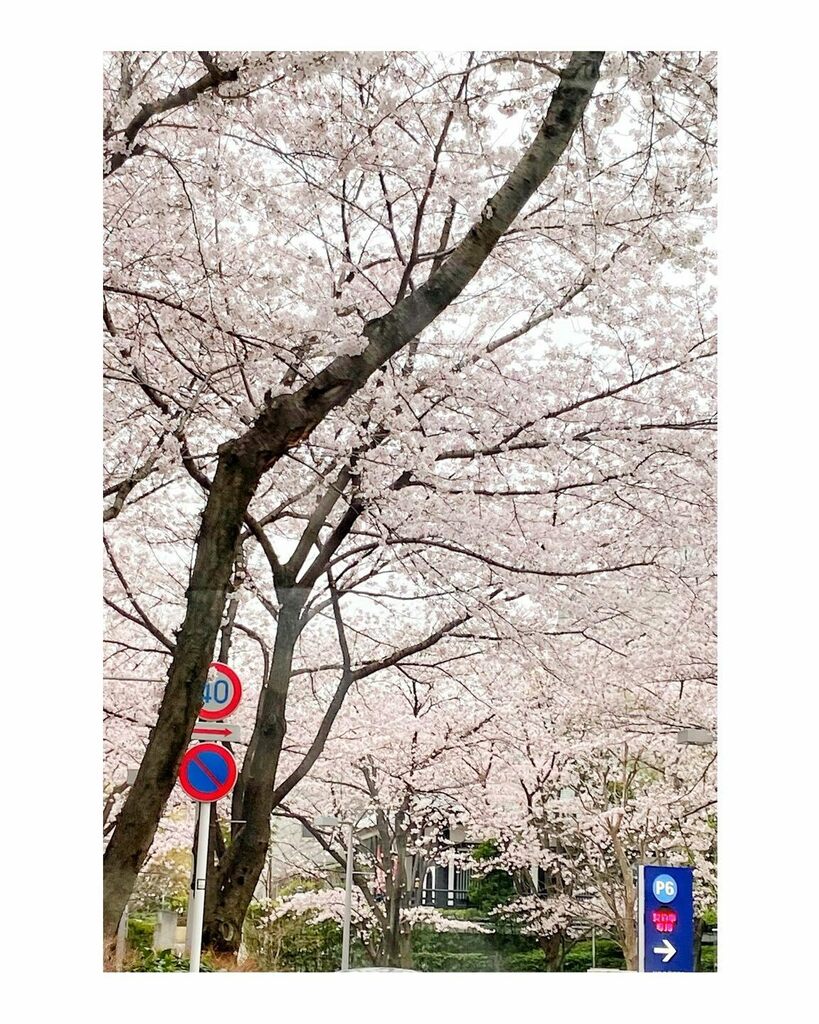 jujuria's tweet photo. #今日の桜 2022-03-29(2) 昨日ね
#Color_Quest
#Tokyo_street_loitering_series_2022
#Tokyo #Japan #photo
#juriajuicephotography https://t.co/NJdqSK07ui https://t.co/iOOgoOPJej