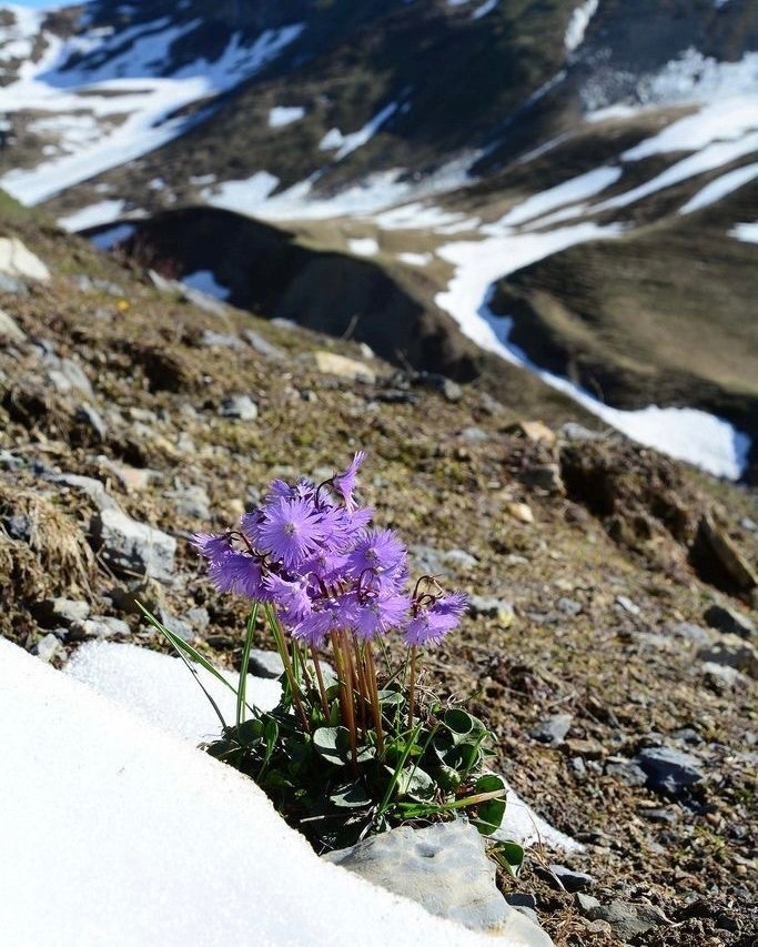 The mountains are slowly revealing signs of spring. Little bursts of color emerge as the past few months of snow start to recede. It’s a beautiful time to be in the alps 🤍✨