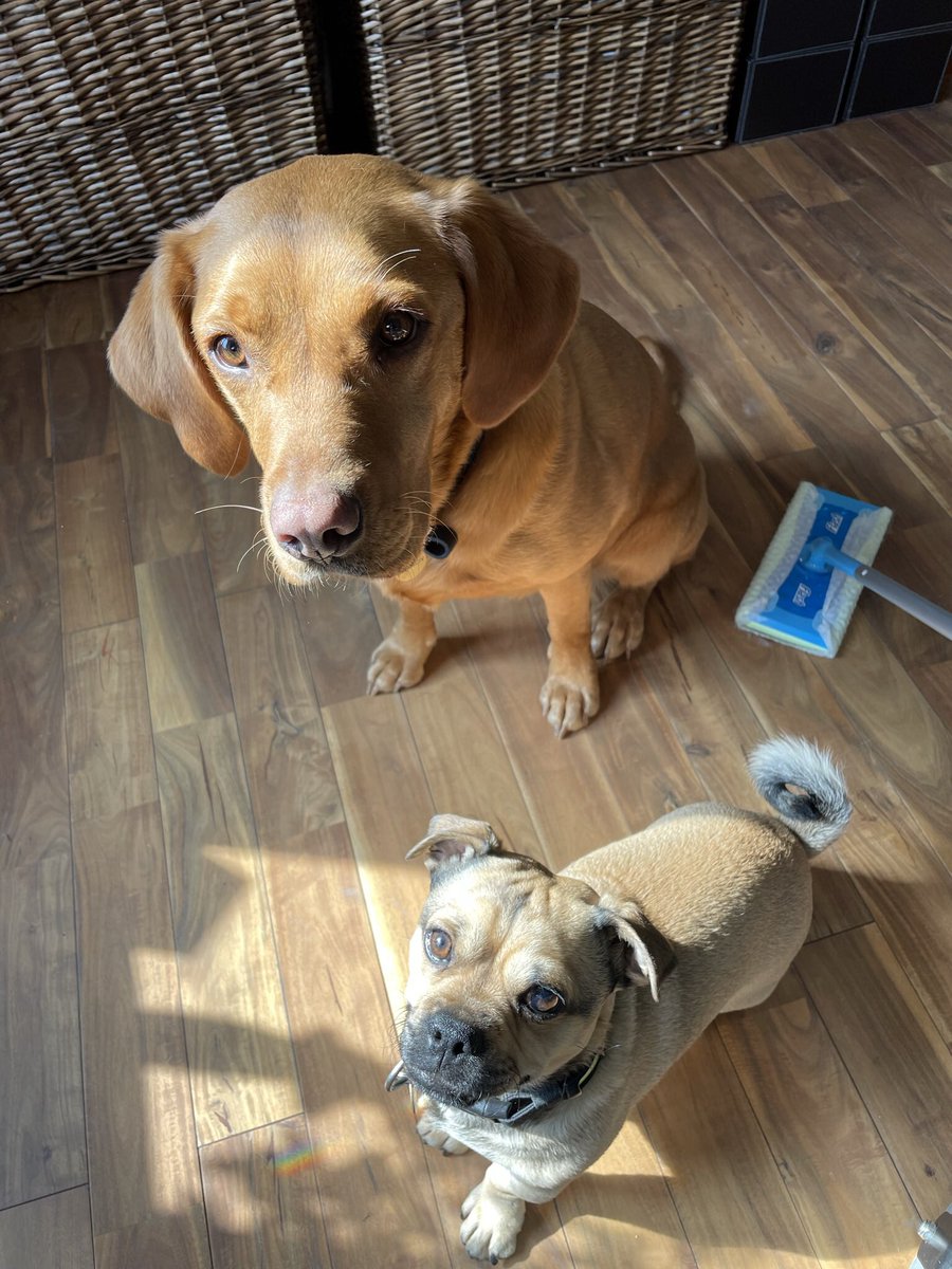 grimshawmrsg's tweet photo. Trying to test Flash Speed Mop on behalf of @SuperSavvyMeUK, @supersavvyofficial! but dogs trying to get in on the act and leave a trail of more fur for me to sweep up. Super lightweight and easy to use in the wheelchair.
#ad, #Dustitoff, #FlashFamily, #savvycircle https://t.co/kCK7V2QBEl