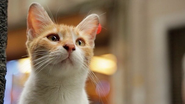 Kedi, 2016
Yönetmen: Ceyda Torun

1 Nisan Cuma // 21:30
2 Nisan Cumartesi // 18:45
3 Nisan Pazar // 15:30