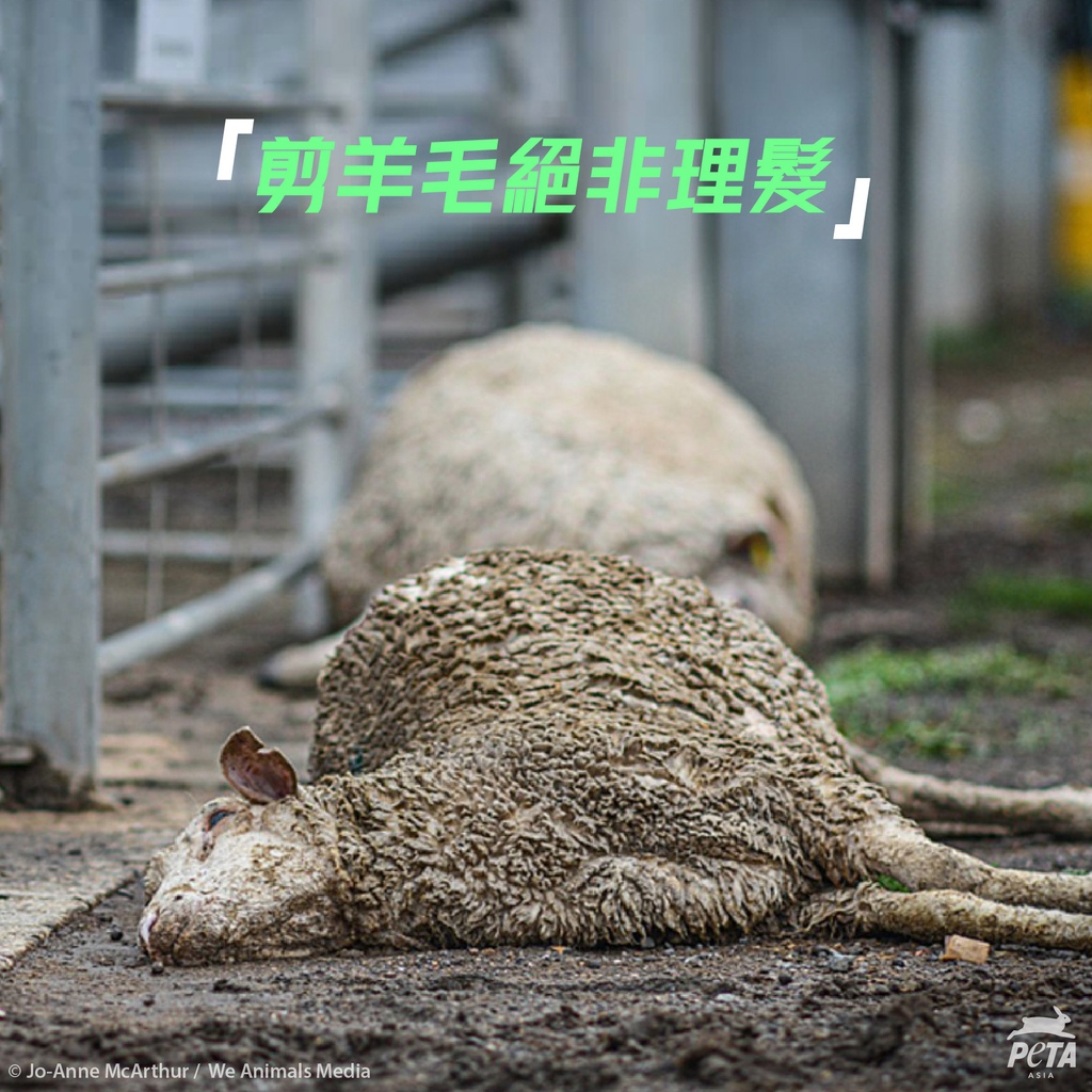 PETAAsiaTC's tweet photo. 羊毛產業一直欺騙公眾,剪羊毛被包裝成人類理髮般悠閒,狹窄骯髒的養殖場被漂染成羊群在草原上自由生活的假象🙄
PETA多年來的調查已屢次揭露,綿羊被工人毆打、割傷和殘殺的血腥真相!😡
#Sheep #Wool #WoolIsDead #AsCruelAsFur #NotOursToWear #WearVegan https://t.co/IbzTX3TJiL