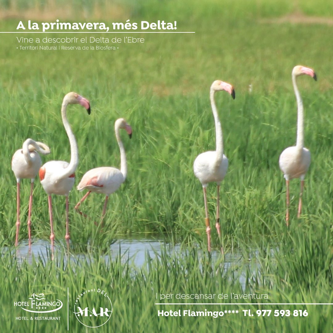 ☀️ A la primavera, més Delta!
I per descansar de l'aventura 
🌐 hotelflamingo.cat
#deltadelebre #lampolla 
📸 @laialma