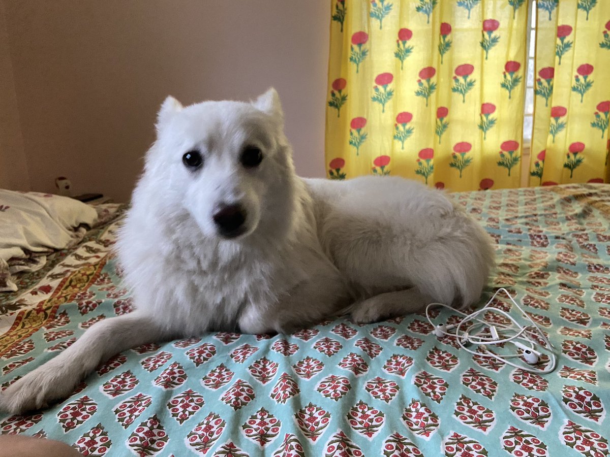 rufusgoodboy's tweet photo. Feeling lazy!! #dogsoftwitter #dogs #pets #twitterdogcommunity #twitterdogs #GoodBoy https://t.co/jbf1DSftwe