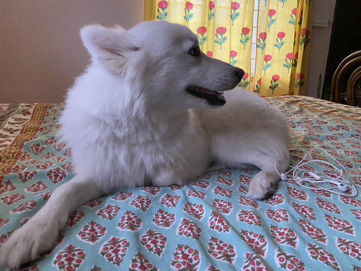 rufusgoodboy's tweet photo. Feeling lazy!! #dogsoftwitter #dogs #pets #twitterdogcommunity #twitterdogs #GoodBoy https://t.co/jbf1DSftwe