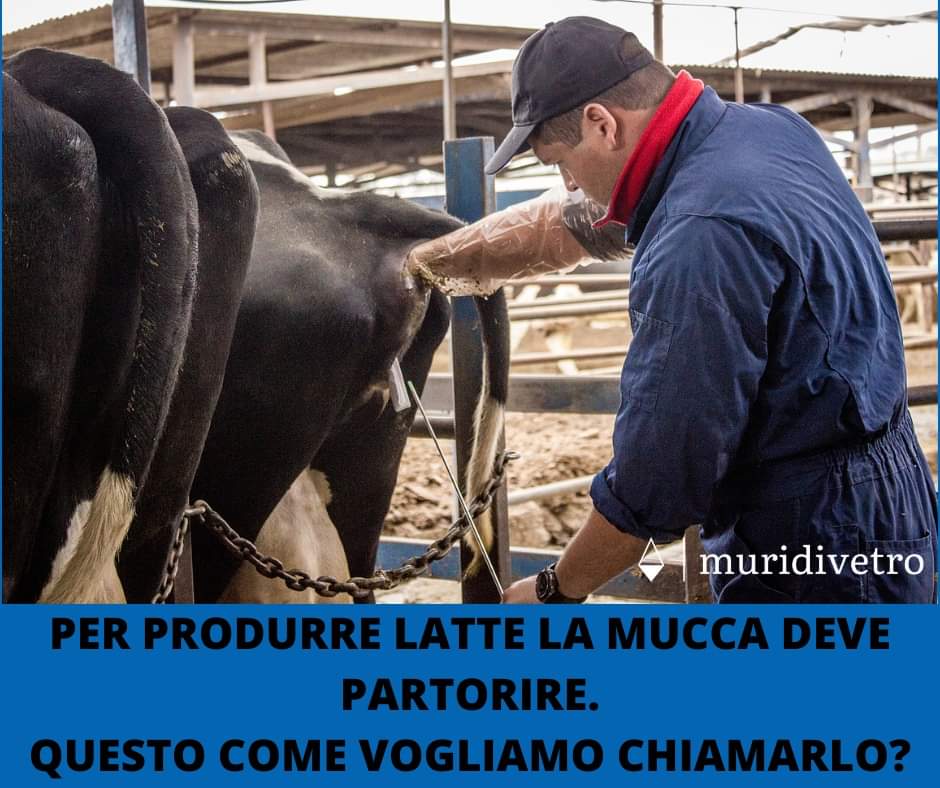 muridivetro tweet media