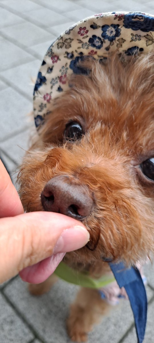 07poodlecho's tweet photo. 이게 벌써 1년 반 전 사진이야... 그때도 애기였어 흑흑 애기 귀여워... https://t.co/vlei922tyM