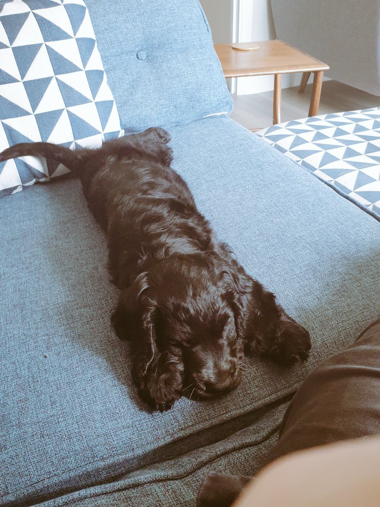He quickly settled into his daily routine of pinning me to the sofa, eating all the wrong things, looking ludicrously cute, and shouting at the wind.If a burglar entered, Baxter would just bring him a ball to throw. The wind? Berserker rampage.