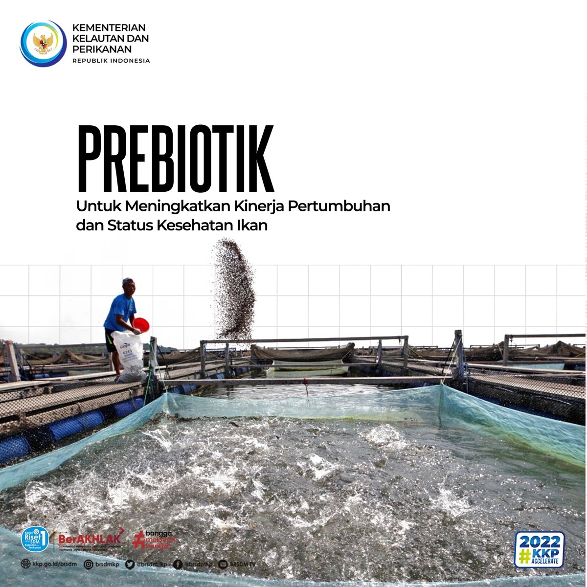 #SobatBahari, Indonesia merupakan salah satu negara eksportir ikan budidaya di dunia. Pasar yg masih sangat luas baik pasar domestik maupun manca negara inilah yg kemudian menggerakkan pembudidaya untuk memproduksi ikan dlm jumlah yg besar. #KKPAccelerate #RisetdanSDMKP <a href="/kkpgoid/">KKP RI</a>