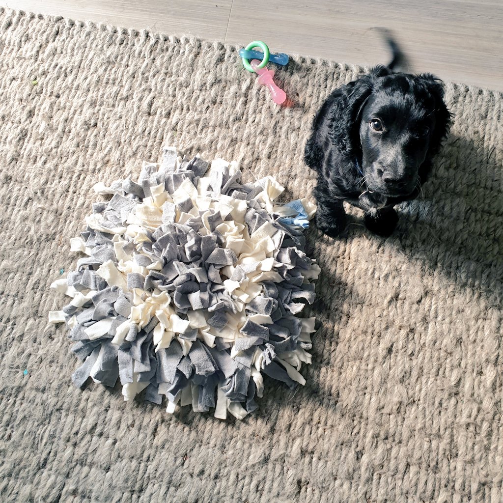 £40 on a special rug to hide dry food. Baxter would root for the food. This would mimic natural behaviour and mentally stimulate him.Turns out Baxter hates mental stimulation.He picked up the rug and shook the food out of it in 2 seconds. £40 wasted. A sign of things to come.