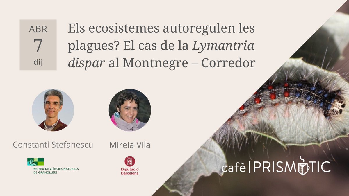 Prismàtic (@prismatic_nat) on Twitter photo Ja sabeu quina cita tenim la setmana que ve, oi? 🤭 La del #cafèprismàtic sobre l'eruga peluda del suro a Catalunya!!🐛🌳 Amb en Constantí Stefanescu del <a href="/mcngranollers/">Museu de Ciències Naturals de Granollers</a> i la Mireia Vila
de la <a href="/xarxadeparcs/">Xarxa de Parcs Naturals</a> aprendrem i debatrem un munt sobre aquesta problemàtica🤓 Veniu, veniu!👇🏼 Ja sabeu quina cita tenim la setmana que ve, oi? 🤭 La del #cafèprismàtic sobre l'eruga peluda del suro a Catalunya!!🐛🌳 Amb en Constantí Stefanescu del <a href="/mcngranollers/">Museu de Ciències Naturals de Granollers</a> i la Mireia Vila
de la <a href="/xarxadeparcs/">Xarxa de Parcs Naturals</a> aprendrem i debatrem un munt sobre aquesta problemàtica🤓 Veniu, veniu!👇🏼