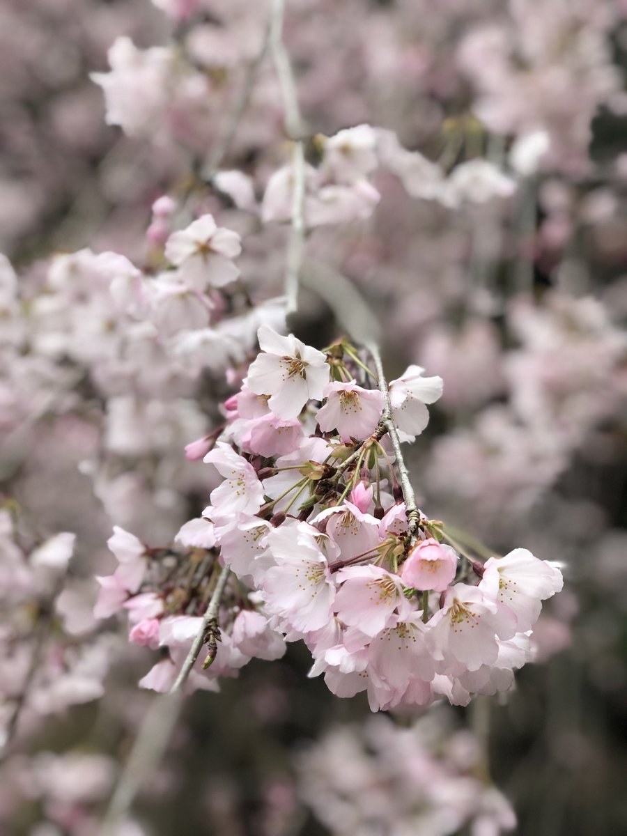 ASP21133112's tweet photo. 前に行った時は満開じゃなかったけど
そろそろ満開になってるかな〜🌸
満開を見に行きたい
#桜　
#そろそろ満開　
#綺麗だったからよしとしよう https://t.co/mCRjl5KnHj