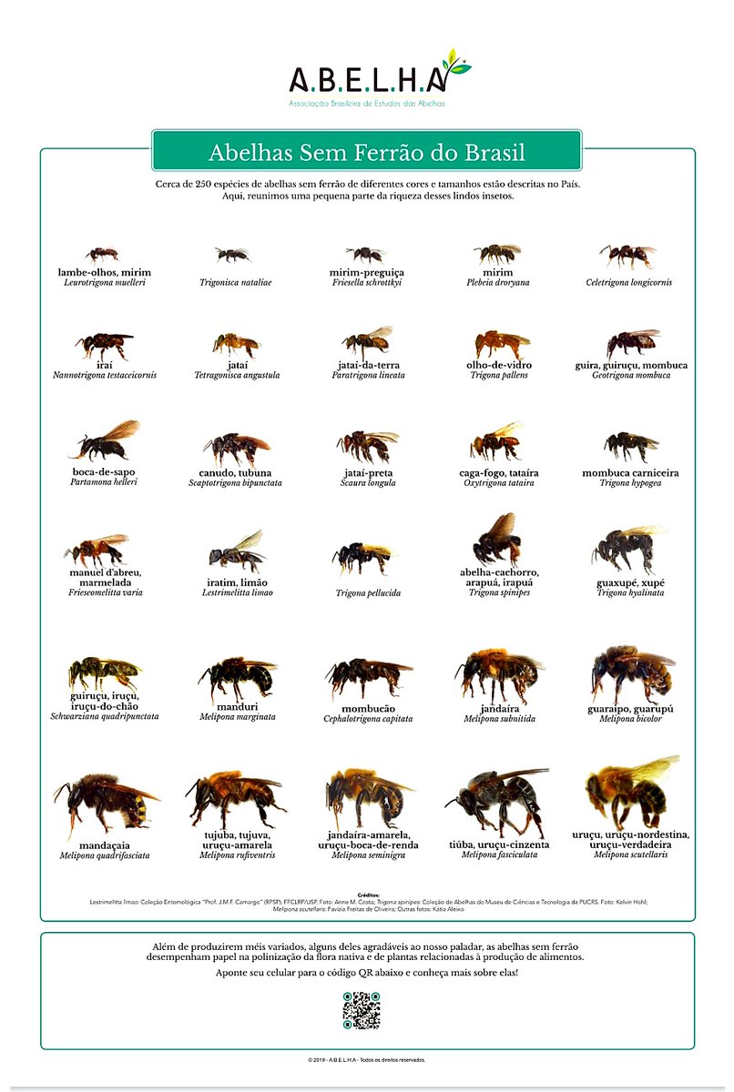 biospheresystem's tweet photo. Brazilian stingless bees🐝🐝🐝 https://t.co/ktBsbkm0x4