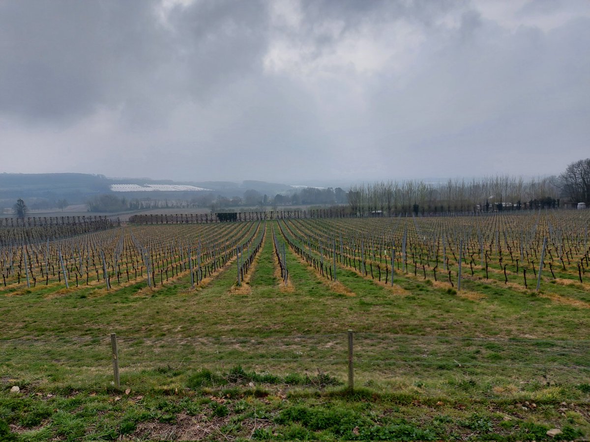 thesommelier tweet media