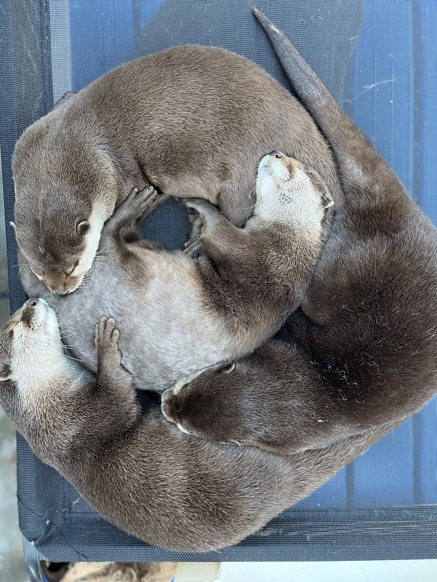 harry_terrace's tweet image. 【明日も13時Open🌸🌸】

おやすみなさい〜😪💤

#カワウソ　#otter #川獺　#春休み　#spring