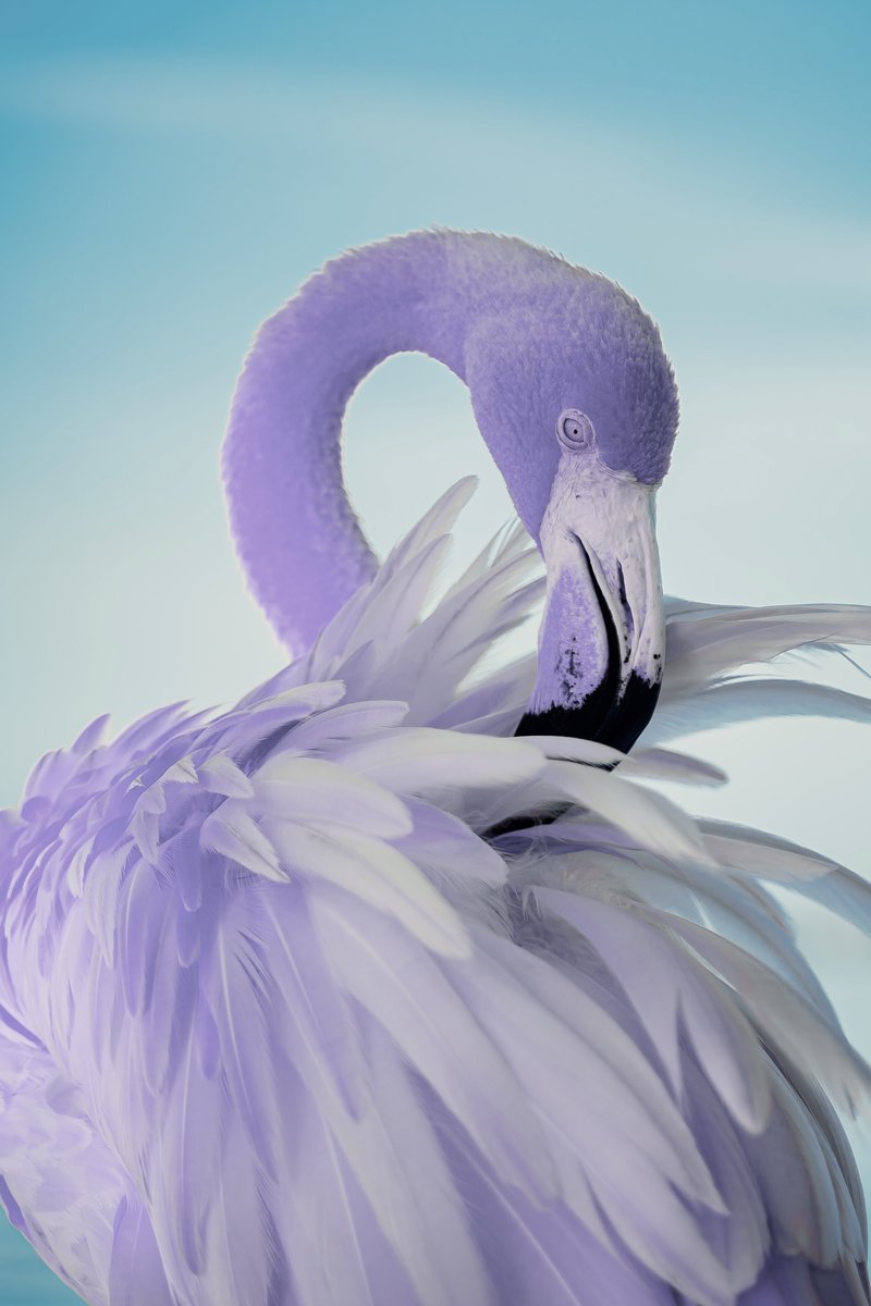 IsolaDiAruba's tweet photo. ⚠️ Attenzione avvistato ad Aruba il primo #fenicottero viola! 😲
Gli studiosi affermano che il colore sia dovuto a un particolare tipo di pesce che popola le acque di quest'isola dei Caraibi, il Piscis Aprilis. 🐟💜
#PesceDAprile #ApriFools #AprilFoolsDay https://t.co/rjoVMSzBhA
