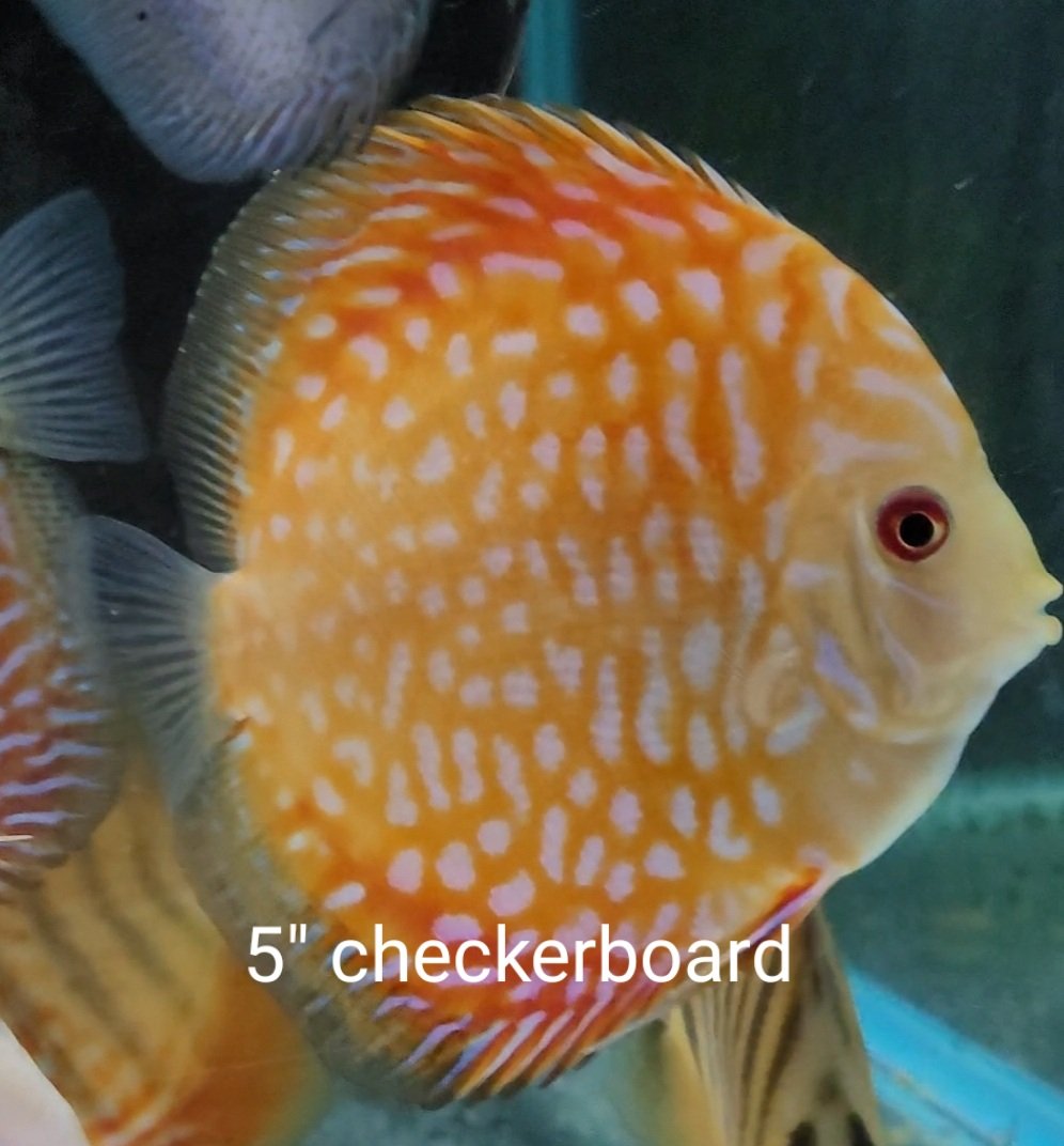 CliftonDiscus's tweet image. Beauty in the making