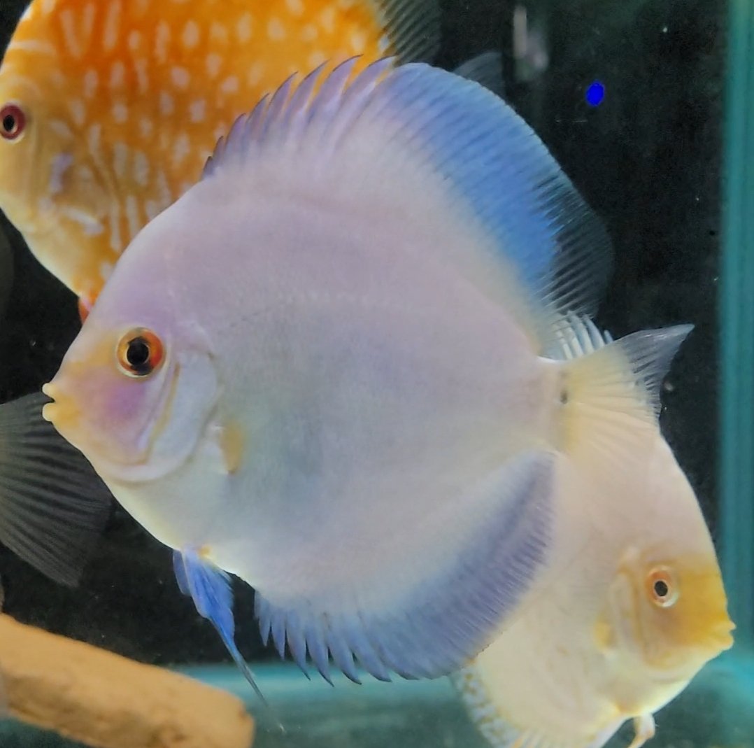 CliftonDiscus's tweet image. Blue diamond 😍