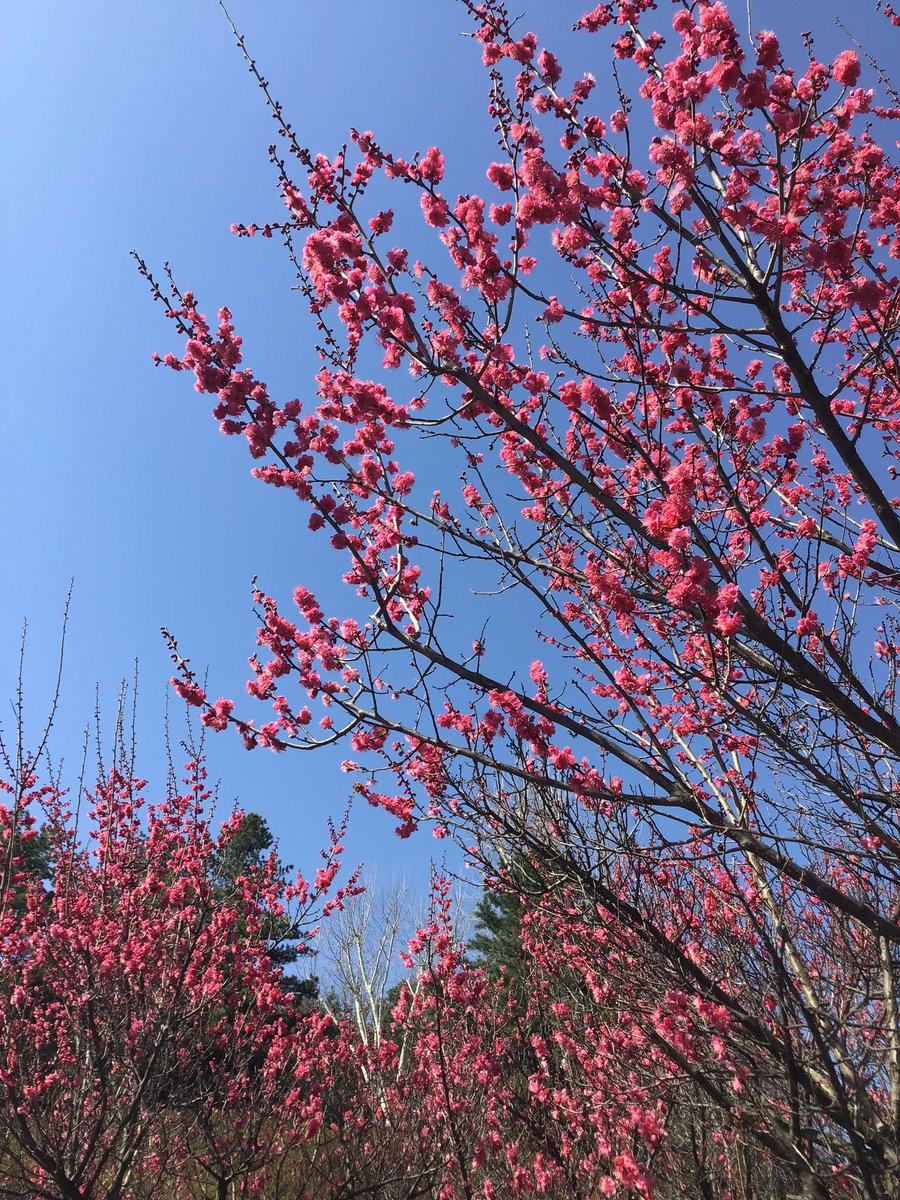commit2presence's tweet photo. Happy spring! https://t.co/sCEKFQ3he0