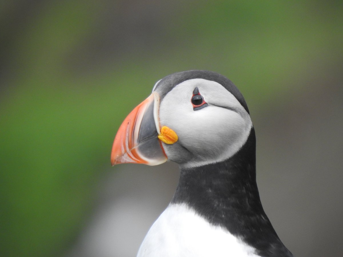 SteelySeabirder's tweet image. WOW!! 38 year old Puffin... the blog has the story as a bird ringed on the Farne Islands (Northumberland) in 1984 has just been found: isleofmaynnr.wordpress.com