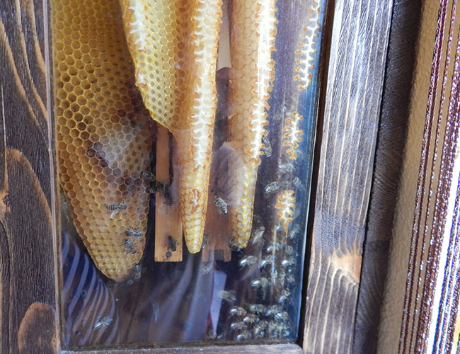 Why We Work with Beekeepers for Honeybee Removal dlvr.it/SMfVPg