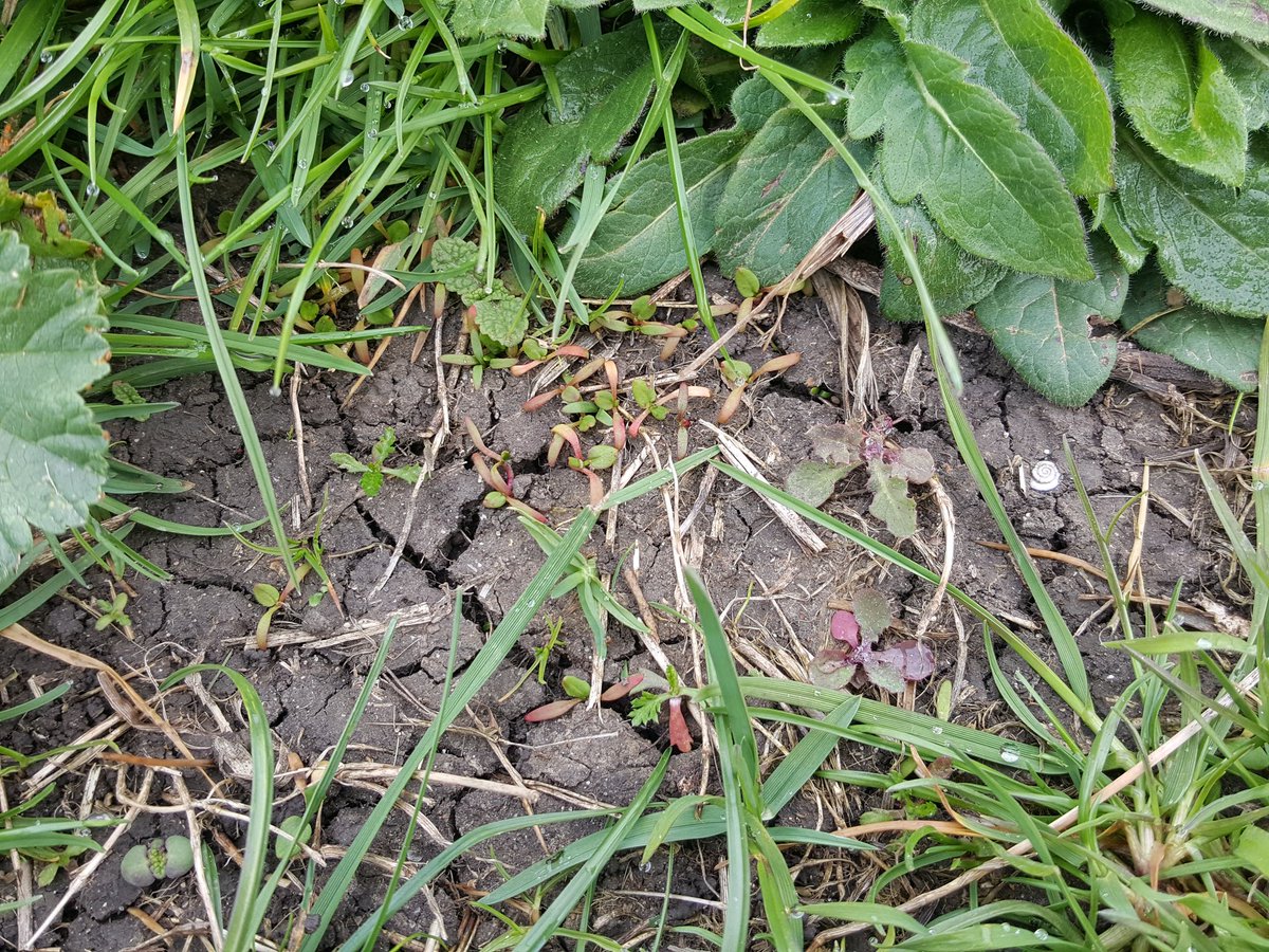 WildflowerLewes's tweet photo. Wildflower seeds planted by EastSussex College students have germinated! 
I'm looking forward to seeing them in flower.
#greenfingers https://t.co/ZBc8JeeULW